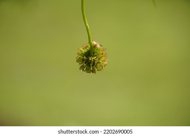 New Spring Chinaberry Tree Drupe