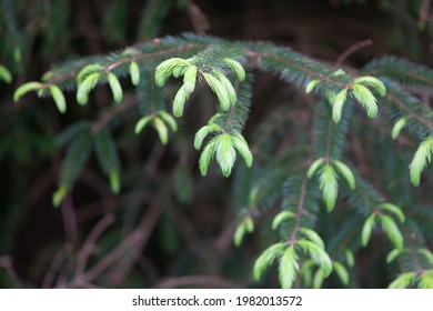 New Spring Growth On Sitka Spruce Tree In Managed Forest Selective Focus