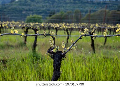 New Spring Growth On Trellised Grapevines In An Oregon Vineyard.