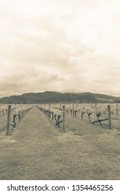 New Spring Leaves On Grape Vines In Characteristic Rows Leading To Distant Hills