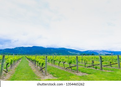 New Spring Leaves On Grape Vines In Characteristic Rows Leading To Distant Hills