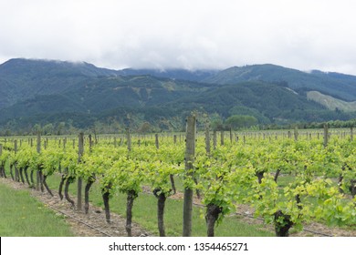 New Spring Leaves On Grape Vines In Characteristic Rows Leading To Distant Hills