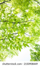 A New Spring Zelkova Tree