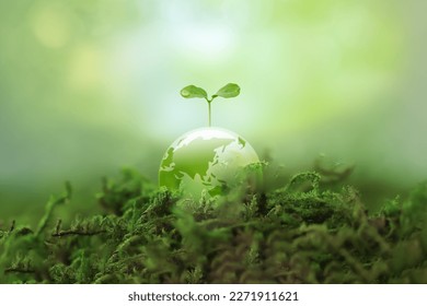 A new sprout grows on a transparent Earth. Image of environmental protection and a sustainable society - Shutterstock ID 2271911621