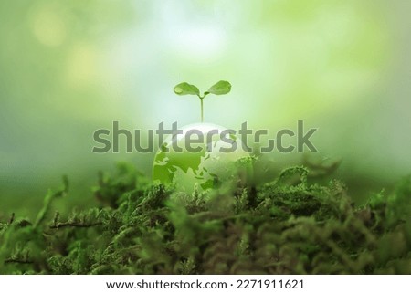 A new sprout grows on a transparent Earth. Image of environmental protection and a sustainable society