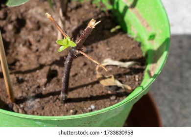 New Sprouts From A Softwood Twig In A Pot, Used As Stem Cuttings To Propagate Plants. Philadelphus Or Mock Orange Stem Cutting In A Green Vase With Soil. Close Up.