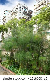 New Taipei City , Taiwan - June 5th,2019 : Bulrush At Zhong Gang Drainage River Bank