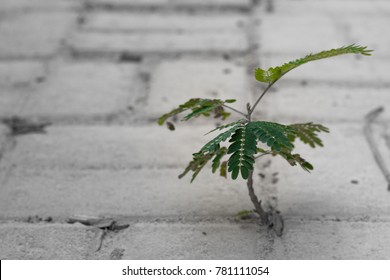 A New Tree Shoots Out From In Between Concrete Bricks On The Floor. A Display Of Hardiness And Resilience.