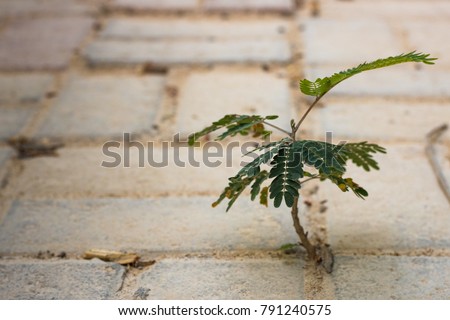 A new tree shoots out from in between concrete bricks on the floor. A display of hardiness and resilience.