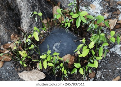 New tree sprouting from old trunk