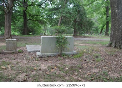 New Tree Sprouting Up On Gravestone