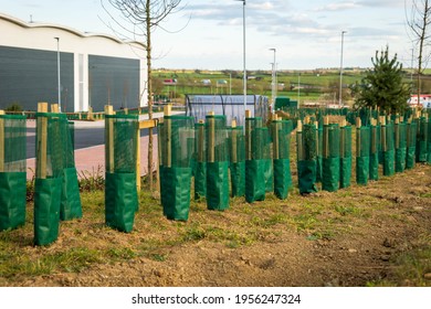 New Trees Over Industrial Distribution Warehouse In England Uk