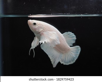 Big Ear Betta High Res Stock Images Shutterstock