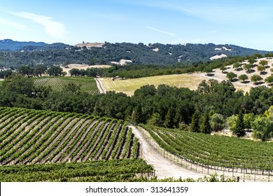 New Vineyards And Wineries On The Scenic Hills Of The California Central Coast Where Vineyards Grow A Variety Of Fine Grapes For Wine Production, Near Paso Robles, CA. On Scenic Highway 46.