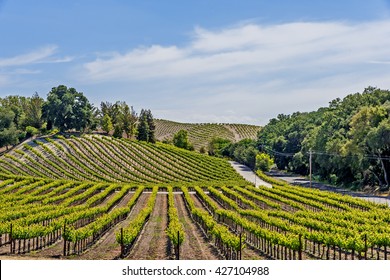 New Vineyards And Wineries On The Scenic Hills Of The California Central Coast Where Vineyards Grow A Variety Of Fine Grapes For Wine Production, Near Paso Robles, CA. On Scenic Highway 46