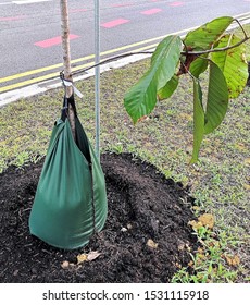 New Watering Bag Is Installed Around Base For Better Tree Survival Rate.