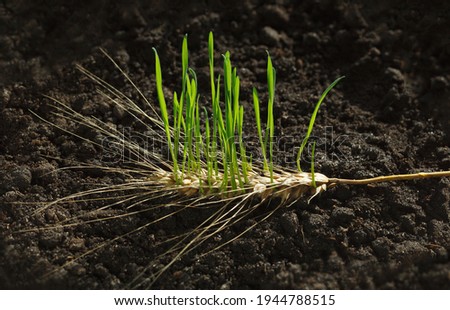 New wheat generation growing out of old ear on fertile soil, re-creation concept
