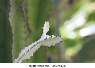 303 Dragon bones tree Images, Stock Photos & Vectors | Shutterstock