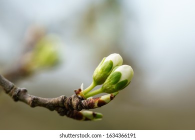 New winter buds of a cherry tree (prunus avium) with green sepals and white petals sprouting in German orchard in spring. Close-up macro shot with background blur and copy space, horizontal format - Shutterstock ID 1634366191
