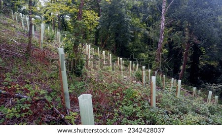 New Woodland creation under existing canopy of mature trees