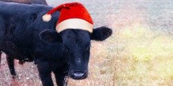 New Year Banner With Funny Portrait Of Bull Wearing A Santa Claus Hat Is On The Festive Background With Lights. Christmas Greeting Card With Black Cow On The Field. Copy Space. Symbol Of 2021  