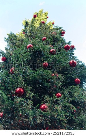 Similar – Oh Tannenbaum Natur Baum