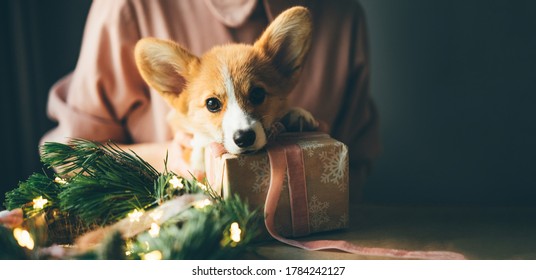 New Year Dog, Corgi Puppy With Christmas Present.