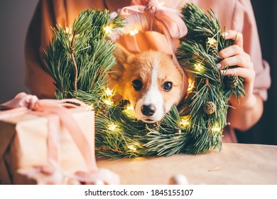 New Year dog, Corgi Puppy with christmas present.
