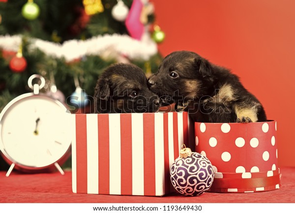dog christmas box