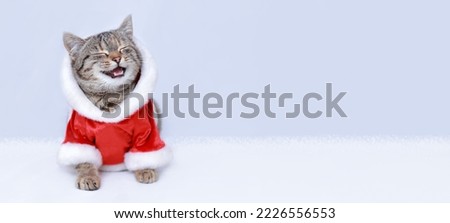 New Year greeting card. Cat in Santa costume is smiling. Kitten on the white background. Happy Kitten Santa Claus. Merry Christmas. Happy New Year.  2024. Web banner with copy space
