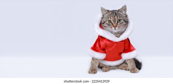 New Year greeting card. Symbol of the year 2023. Cat in Santa costume. Kitten on the white background. Kitten Santa Claus.  Merry Christmas. Happy New Year. Winter. Space for text. Web banner  - Shutterstock ID 2225412929