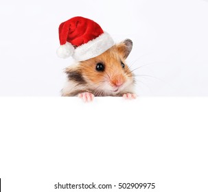 christmas hamster