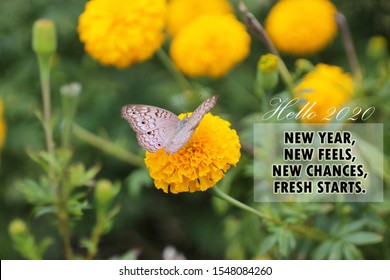 New year inspirational motivational quote - New year, new feels, new chances, fresh starts. With butterfly on marigold flower background. Hello 2020 concept with nature.