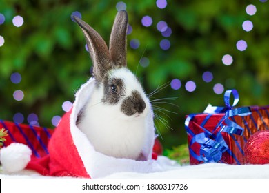 christmas rabbit wallpaper