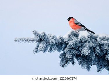 new year postcard bird bullfinch on a branch of a festive spruce with shiny hoarfrost sits in a beautiful winter park