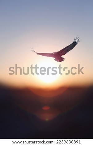New year rising bright sun and sunrise background and an eagle flying high in the sky with its big wings spread
 Foto stock © 