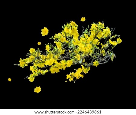 New year yellow apricot flower on black background