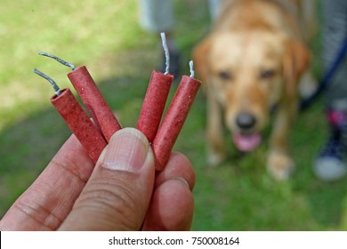 As New Year's Eve Approaches, Help Your Dog Overcame Their Fear Of Thunderstorms, Firework, And Firecrackers.