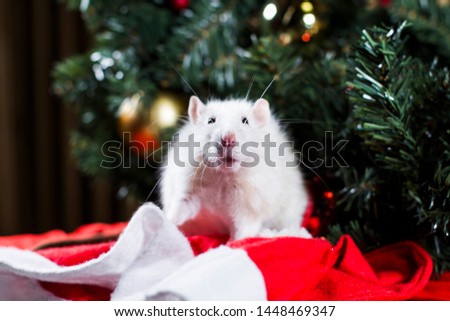 New Year's white rat looks into the frame on the background of a New Year tree and a red cap.