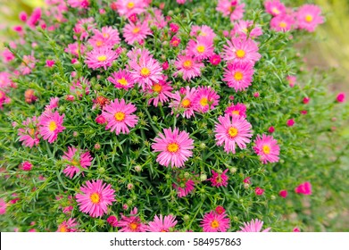 New York Aster Flowers