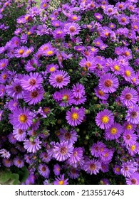 New York Aster In The Garden.