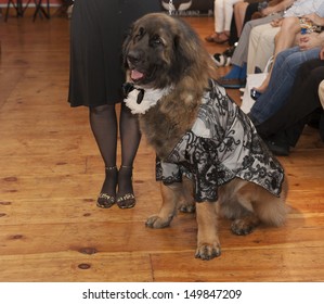 NEW YORK - AUGUST 11: Model Walks Dog On Runway At Dog Fashion Show By Bandit-Rubio At Roger Smith Hotel On August 11, 2013 In New York City