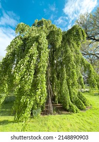 New York Botanical Garden Visit