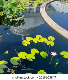 New York Botanical Garden Water Lilies