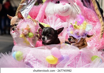 NEW YORK CITY - APRIL 5 2015: thousands of New Yorkers filled 5th Avenue marking Easter Sunday with the tradition Easter Bonnet Parade, a tradition dating from the 1870s. Chihuahuas in costume