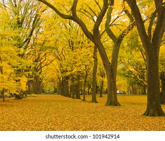 New York City Central Park Alley In The Fall.