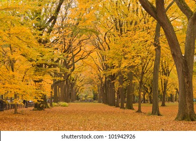 New York City Central Park Alley In The Fall.