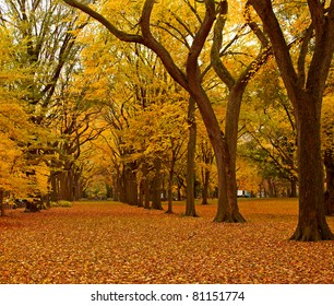 New York City Central Park Alley In The Fall.