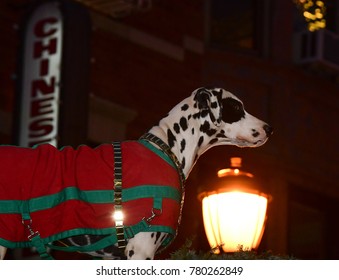 NEW YORK CITY - DECEMBER 06 2017: Budweiser's Clydesdales delivered beer to two of Brooklyn's most prodigious consumers of their brand. "Barley", a Dalmatian & official companion to the horses.