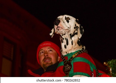 NEW YORK CITY - DECEMBER 06 2017: Budweiser's Clydesdales delivered beer to two of Brooklyn's most prodigious consumers of their brand. "Barley", a Dalmatian & official companion to the horses.